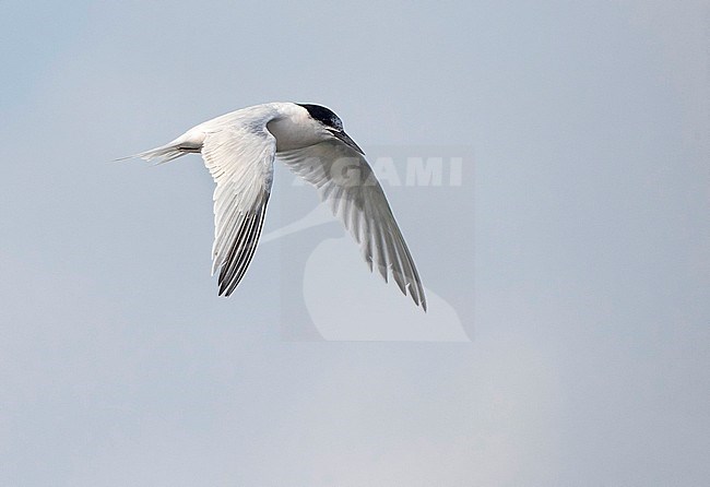 Adult Roseate Tern (Sterna dougallii) fishing in Ponta Delgada Harbour on the island Terceira in the Azores. stock-image by Agami/David Monticelli,