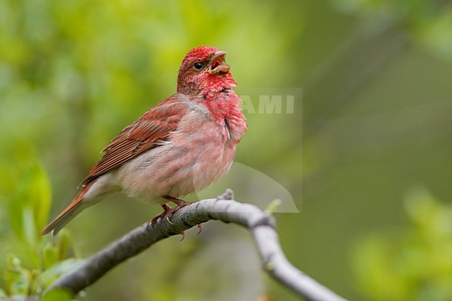 Volwassen mannetje Roodmus zingend; Adult male Common Rosefinch singing stock-image by Agami/Daniele Occhiato,