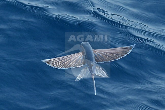 Flying fish species taking off from the ocean surface. stock-image by Agami/Laurens Steijn,