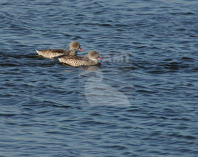 Two Cape Teals (Anas capensis) swimming in an African lake. stock-image by Agami/Andy & Gill Swash ,