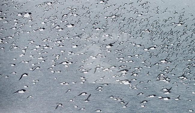 Grote groep Zeekoeten boven zee, Large group Common Murre above sea stock-image by Agami/Markus Varesvuo,