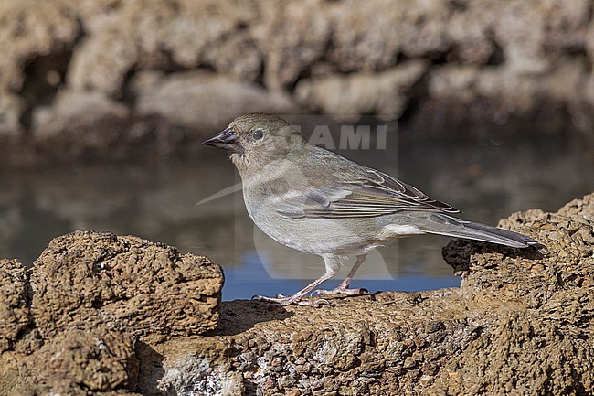 Female Blue Chaffinch at Merendero De Chio picnic area near Teyde, Tenerife, Canary Islands stock-image by Agami/Vincent Legrand,