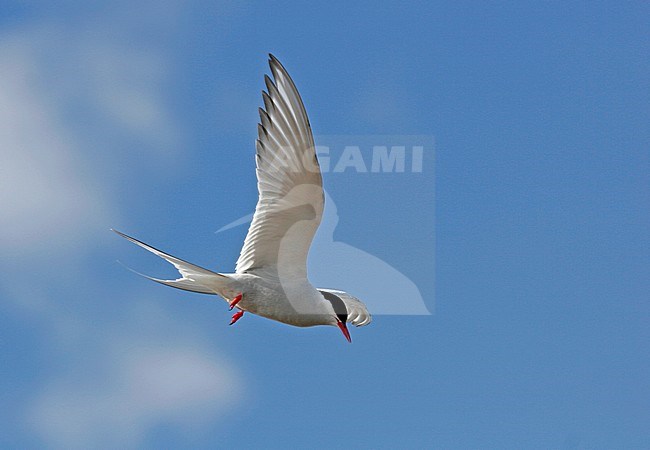 Adult Arctic Tern (Sterna paradisaea0 in flight against a blue sky on Svalbard, Arctic Norway. stock-image by Agami/Pete Morris,