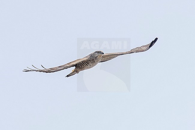 Female Crested Honey Buizzard (Pernis ptilorhyncus) flying over Abşeron Milli Parkı-Absheron National Park , Azerbijan. stock-image by Agami/Vincent Legrand,