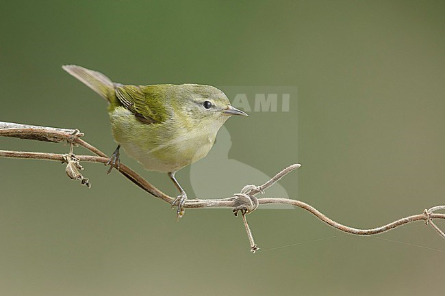 Adult female
Galveston Co., TX
May 2018 stock-image by Agami/Brian E Small,