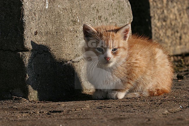 Kitten stock-image by Agami/Menno van Duijn,