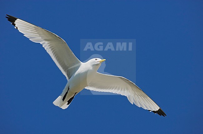 Volwassen Drieteenmeeuw in de vlucht; Adult Black-legged Kittiwake in flight stock-image by Agami/Markus Varesvuo,