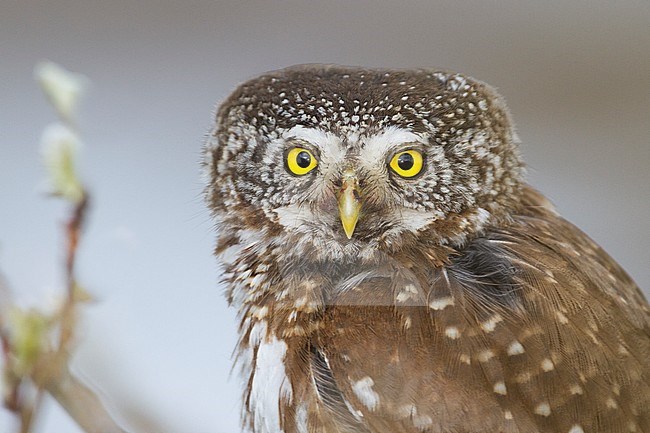 Eurasian Pygmy-Owl - Sperlingskauz - (Glaucidium passerinum ssp. passerinum, Austria, adult stock-image by Agami/Ralph Martin,