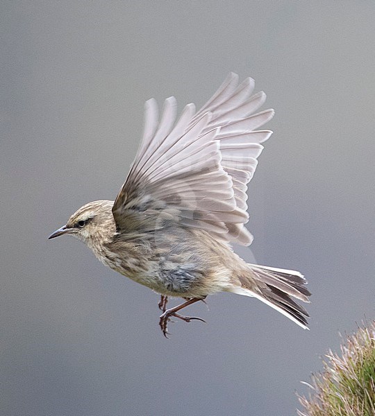 Campbell Island New Zealand Pipit  (Anthus (novaeseelandiae) aucklandicus) flying from the beach of Campbell Island stock-image by Agami/Marc Guyt,