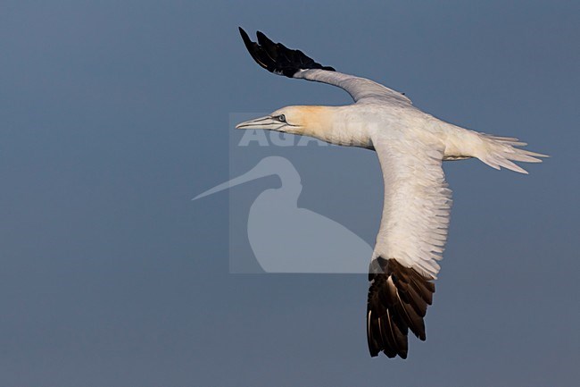 Volwassen Jan-van-gent in de vlucht; Adult Northern Gannet in flight stock-image by Agami/Daniele Occhiato,