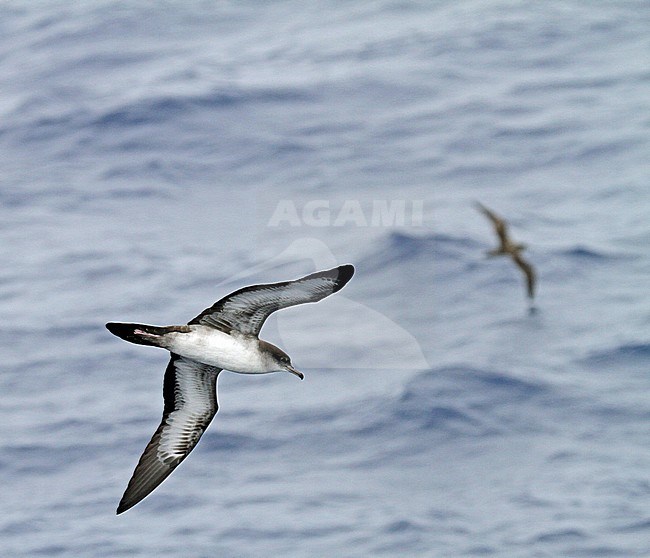 Wedge-tailed Shearwater (Ardenna pacifica) in flight over the pacific ocean near Japan. Showing under wing. stock-image by Agami/Pete Morris,