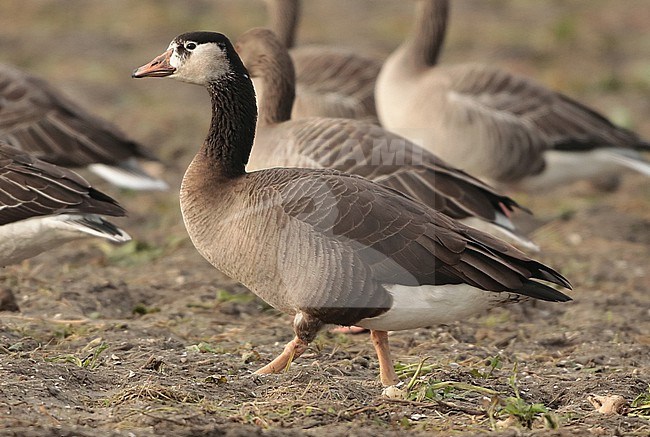 Hybrid Greylag Goose x Canada Goose, Anser anser x Branta canadensis, adult standing, seen from the side stock-image by Agami/Fred Visscher,
