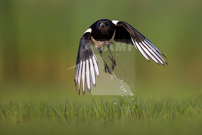 Eurasian Magpie, Pica pica, in Italy. stock-image by Agami/Daniele Occhiato,