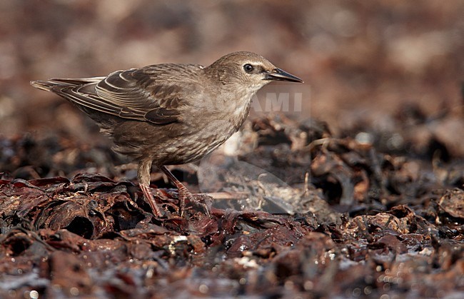 Jonge Spreeuw foeragerend, Common Starling immature foraging stock-image by Agami/Markus Varesvuo,