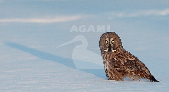 Laplanduil in de sneeuw, Great Grey Owl in the snow stock-image by Agami/Markus Varesvuo,