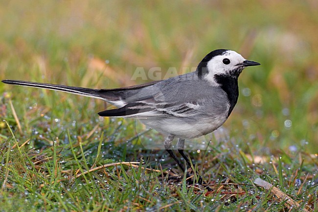 Volwassen Witte kwikstaart in zomerkleed; Adult summer White Wagtail stock-image by Agami/Daniele Occhiato,