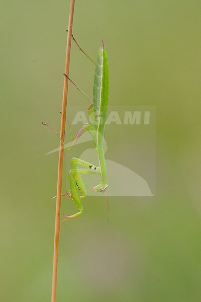 Mantis religosa - European mantis - Europäische Gottesanbeterin, Germany (Baden-Württemberg) stock-image by Agami/Ralph Martin,