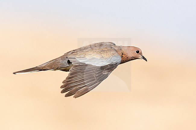 Laughing Dove (Streptopelia senegalensis) in Israel. stock-image by Agami/Marc Guyt,