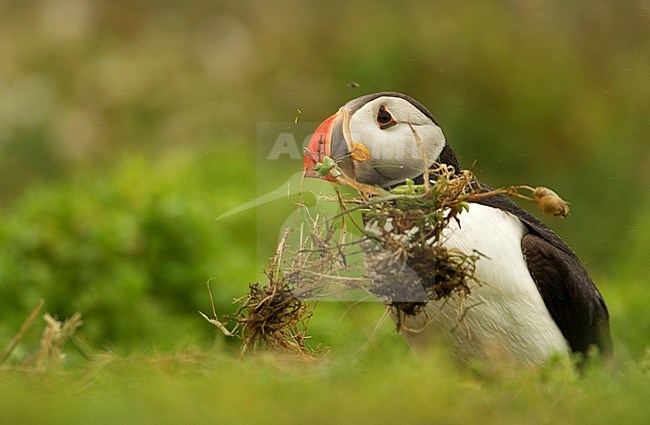Papegaaiduiker met nestmateriaal, Atlantic Puffinwith nesting material stock-image by Agami/Danny Green,