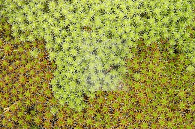 Groot Duinsterretje, Great hairy screw-moss stock-image by Agami/Menno van Duijn,