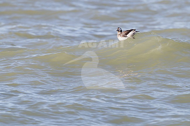 Long-tailed Duck, Clangula hyemalis female swimming on crest of wave at the North Sea in landscape seen from side showing special alula for deep diving. stock-image by Agami/Menno van Duijn,