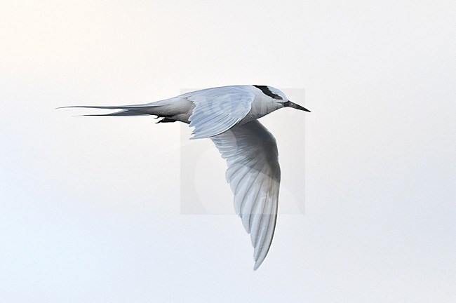 Adult Black-naped Tern, Sterna sumatrana, in West Papua, Indonesia. stock-image by Agami/Laurens Steijn,