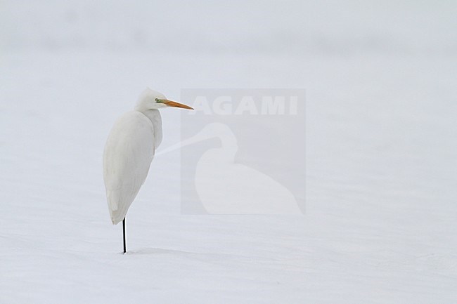 Grote Zilverreiger in de sneeuw; Great Egret in snow stock-image by Agami/Chris van Rijswijk,