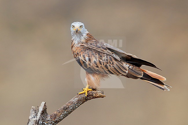 Red Kite (Milvus milvus), side view of an adult perched on a dead tree, Basilicata, Italy stock-image by Agami/Saverio Gatto,