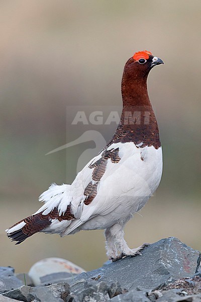 Willow Ptarmigan (Lagopus lagopus), adult male standing on a rock stock-image by Agami/Saverio Gatto,