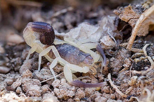 Scorpion species, Oman stock-image by Agami/Ralph Martin,