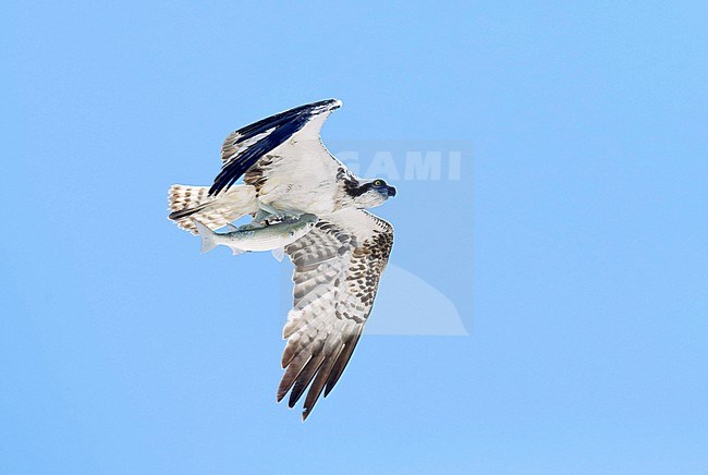 Visarend, Osprey (Pandion haliaetus) stock-image by Agami/Dick Forsman,