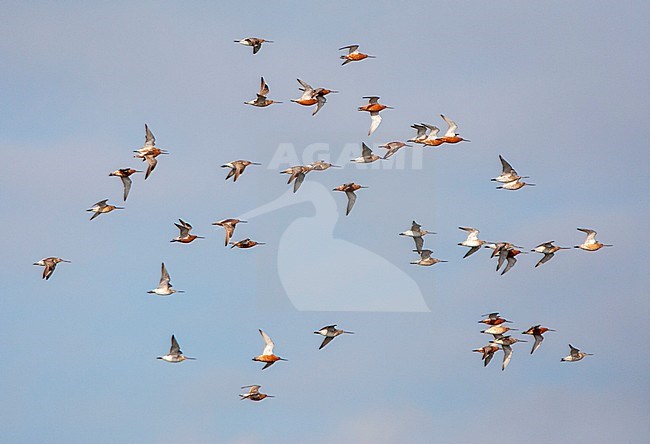 Flock of summer plumaged Bar-tailed Godwits (Limosa lapponica) in the Wadden Sea of the Netherlands. stock-image by Agami/Marc Guyt,