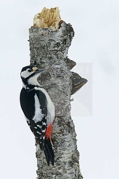 Great Spotted Woodpecker perched on a tree in winter; Grote bonte Specht zittend op een boom in de winter stock-image by Agami/Jari Peltomäki,