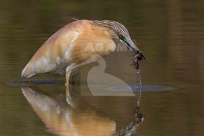 Ralreiger; Squacco Heron stock-image by Agami/Daniele Occhiato,