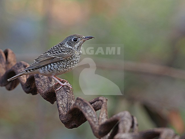 White-throated Rock-thrush, Monticola gularis, female, March 2021 stock-image by Agami/James Eaton,
