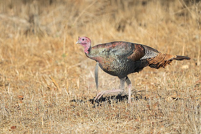 Adult male
Santa Barbara Co., CA
November 2022 stock-image by Agami/Brian E Small,