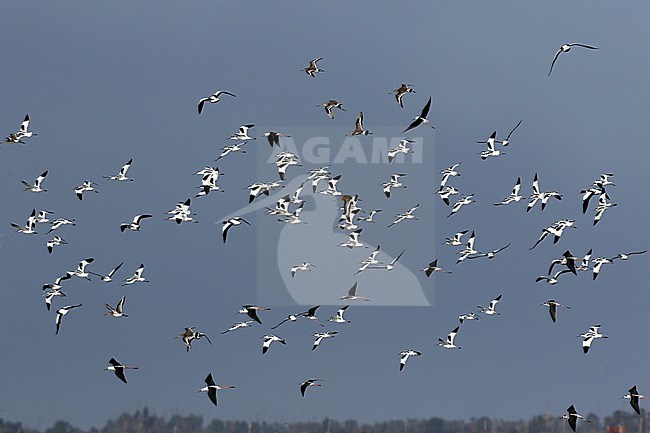 Flying Black-tailed Godwits get company of Pied Avocet, Shellduck and Black-winged Stilt stock-image by Agami/Jacques van der Neut,