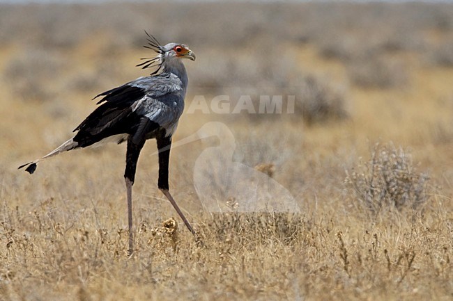 Secretarisvogel lopend door grasland, Secretarybird walking in grassland stock-image by Agami/Wil Leurs,