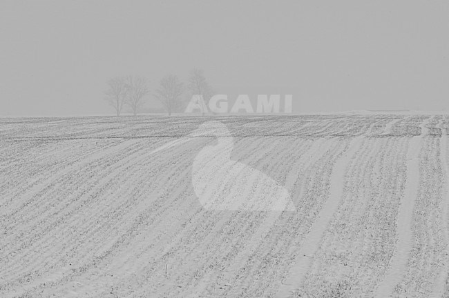 Winters landschap, Winter landscape stock-image by Agami/Rob de Jong,