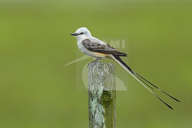 Adult male Scissor-tailed Flycatcher (Tyrannus forficatus) perched on a wooden pole in Galveston Co., Texas, USA. stock-image by Agami/Brian E Small,