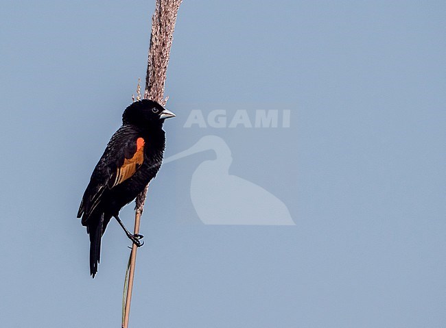 Male Fan-Tailed Widowbird (Euplectes axillaris) perched in a tall reed stem in Uganda. stock-image by Agami/Hans Germeraad,
