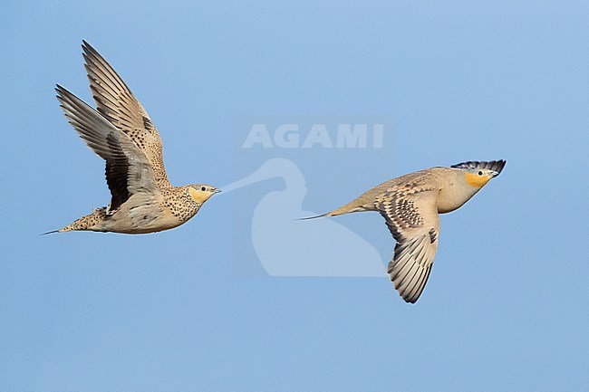 Spotted Sandgrouse (Pterocles senegallus), a male and a female in flight stock-image by Agami/Saverio Gatto,