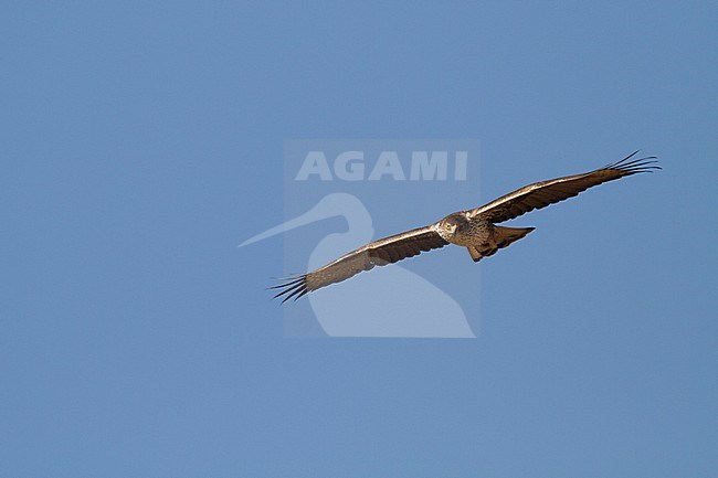 Bonelli's Eagle - Habichtsadler - Aquila fasciata ssp. fasciata, Oman, adult stock-image by Agami/Ralph Martin,