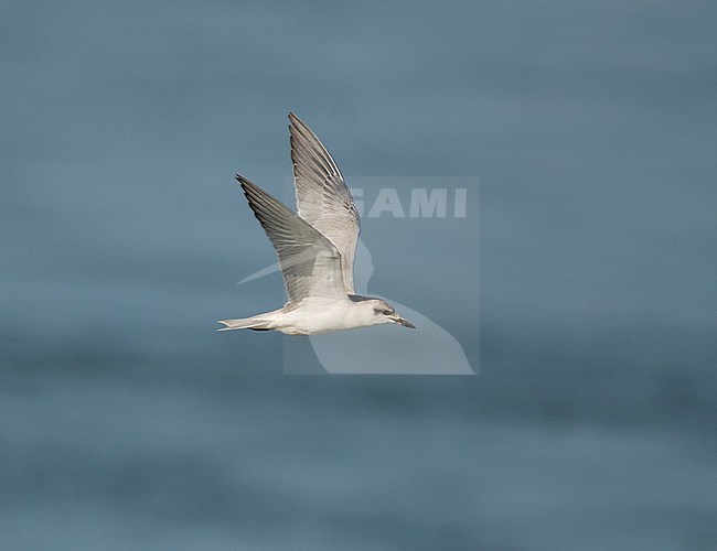 Gull-billed Tern (Gelochelidon nilotica), first-winter at Chardara lake in South Kazakhstan province, Kazakhstan. Flying over a lake. stock-image by Agami/Rene Pop ,