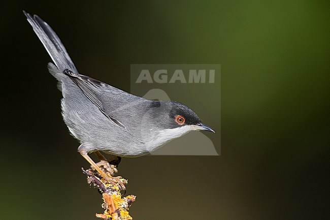 Sarddinian Warbler (Sylvia melanocephala), adult male perched on a dead branch stock-image by Agami/Saverio Gatto,