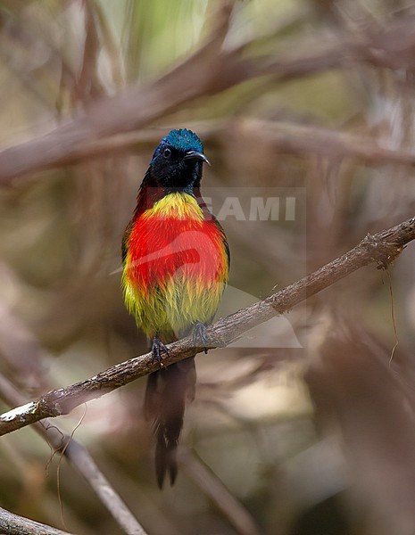 Male Green-tailed Sunbird (Aethopyga nipalensis) at Doi Inthanon, Thailand stock-image by Agami/Helge Sorensen,