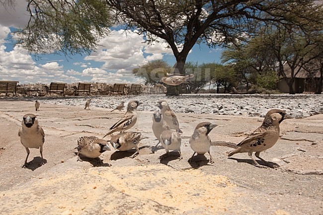 Groep Republikeinwevers in rest camp Etosha NP Namibie, Group Sociable Weavers at rest camp Etosha NP Namibia stock-image by Agami/Wil Leurs,