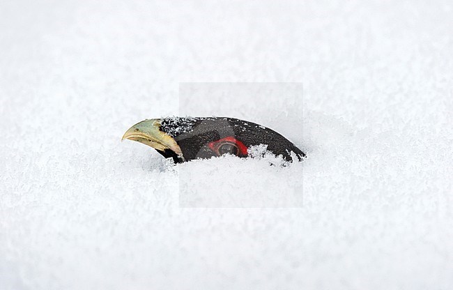 Auerhoen, Western Capercaillie stock-image by Agami/Jari Peltomäki,