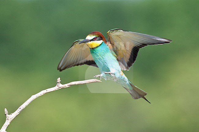 Bijeneter landend met gespreide vleugels; European Bee-eater landing with wings spread stock-image by Agami/Marc Guyt,