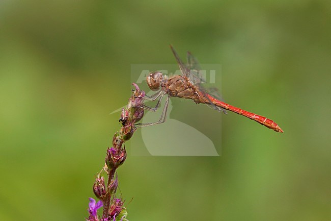 Imago Zuidelijke heidelibel; Adult Southern Darter stock-image by Agami/Fazal Sardar,